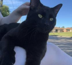 Found/Stray Male Cat last seen University Place apmts, Pontiac, MI 48342