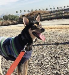 Lost Male Dog last seen 15th st and beacon st , Los Angeles, CA 90731