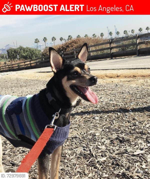 Lost Male Dog last seen 15th st and beacon st , Los Angeles, CA 90731