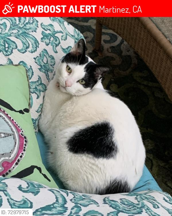 Lost Male Cat last seen Wildcroft Drive, Martinez, CA 94553