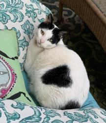 Lost Male Cat last seen Wildcroft Drive, Martinez, CA 94553