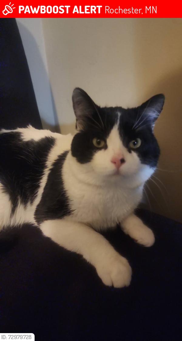 Lost Male Cat last seen Near 16th Avenue Nw, Rochester, MN 55902