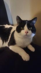 Lost Male Cat last seen Near 16th Avenue Nw, Rochester, MN 55902
