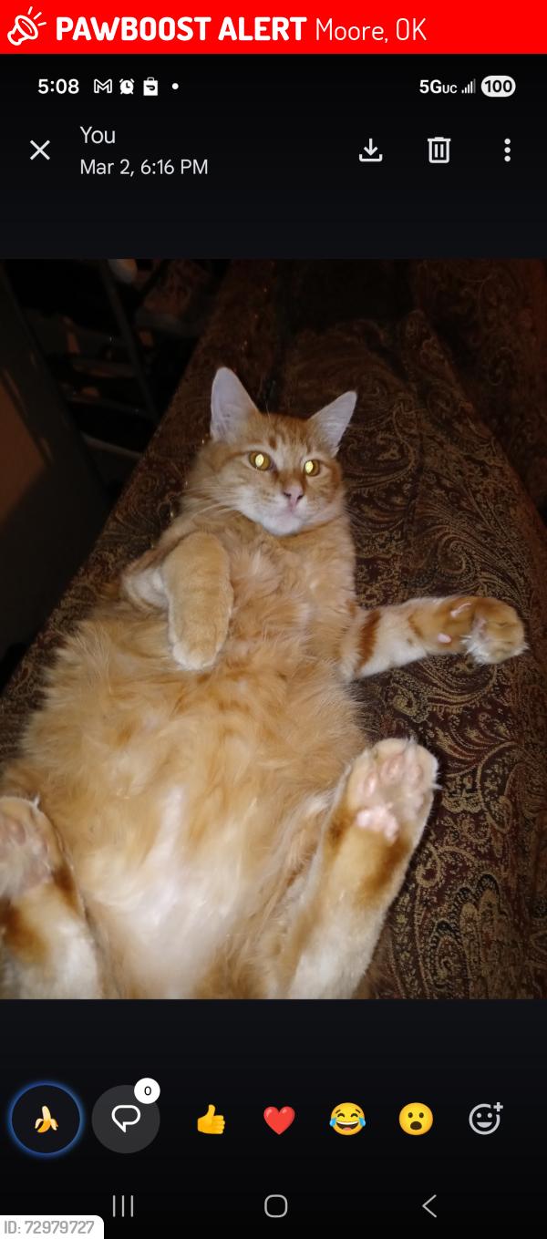 Lost Male Cat last seen Near th st, santa fe, 27th st, janeway, Moore, OK 73160