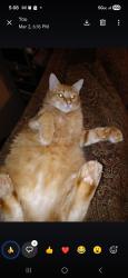 Lost Male Cat last seen Near th st, santa fe, 27th st, janeway, Moore, OK 73160