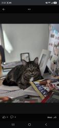 Lost Male Cat last seen Haslette and hagadorn rd, East Lansing, MI 48823