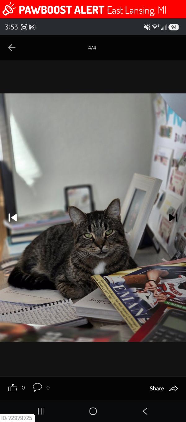 Lost Male Cat last seen Haslette and hagadorn rd, East Lansing, MI 48823