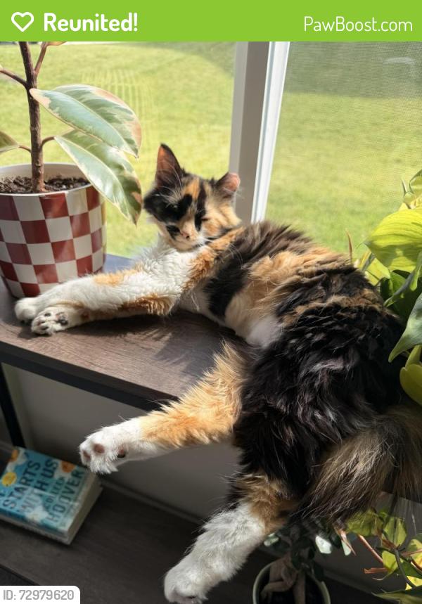 Reunited Female Cat last seen Near Slaney Ln Union KY, Union, KY 41091