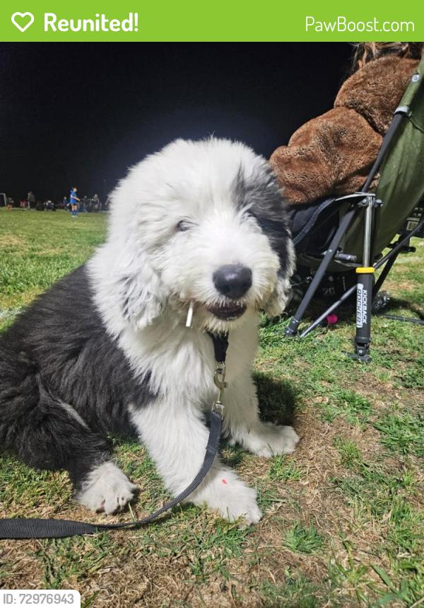 Reunited Male Dog last seen Oleander and baseline, Fontana, CA 92336