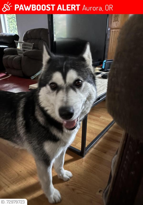 Lost Female Dog last seen Boones ferry road across from Aurora nursery, Aurora, OR 97002