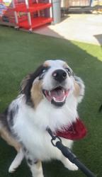 Reunited Male Dog last seen SW 58th and Penn Oklahoma City , Oklahoma City, OK 73119