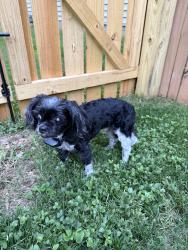 Reunited Male Dog last seen Adderfield and Lyon Hill Lane, Huntersville, NC 28078