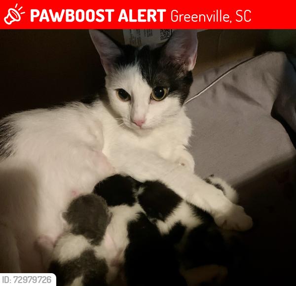 Lost Female Cat last seen Quail Ridge Subdivision, Greenville, SC 29605