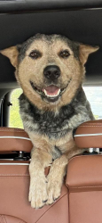 Found/Stray Male Dog last seen Mile marker 190 turnpike, Okeechobee, FL 34974