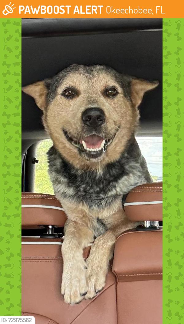 Found/Stray Male Dog last seen Mile marker 190 turnpike, Okeechobee, FL 34974