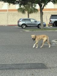 Found/Stray Male Dog last seen In parking lot of best buy Edinburg, Edinburg, TX 78539