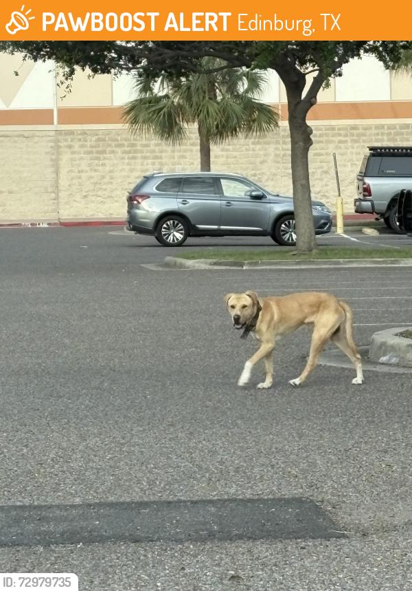 Found/Stray Male Dog last seen In parking lot of best buy Edinburg, Edinburg, TX 78539