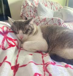 Lost Male Cat last seen 77th and C St, Houston, TX 77012
