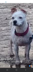 Lost Female Dog last seen Lewis chapel  and hwy 111, Graysville, TN 37338