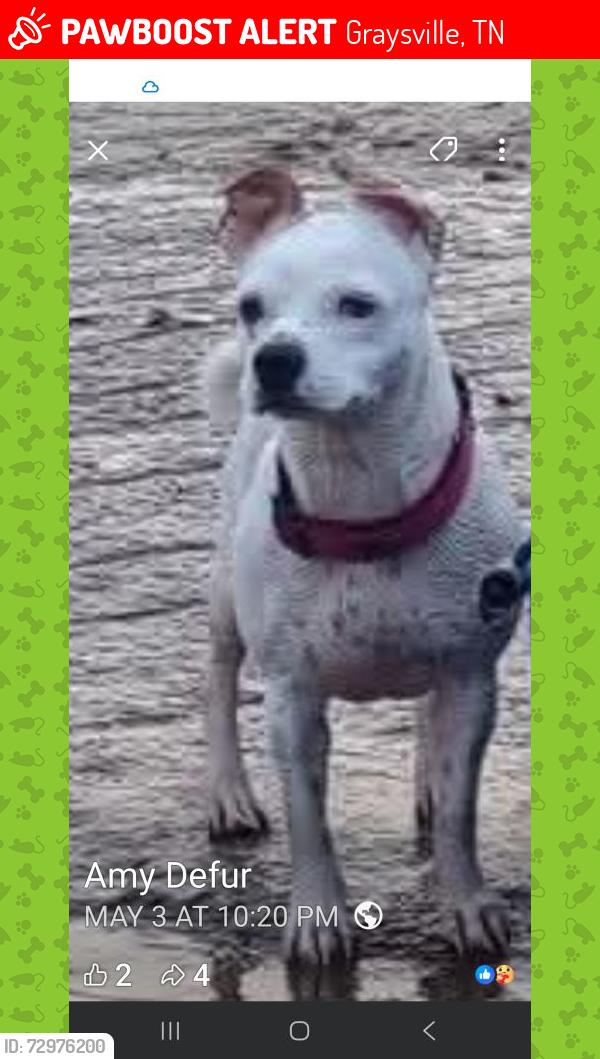 Lost Female Dog last seen Lewis chapel  and hwy 111, Graysville, TN 37338