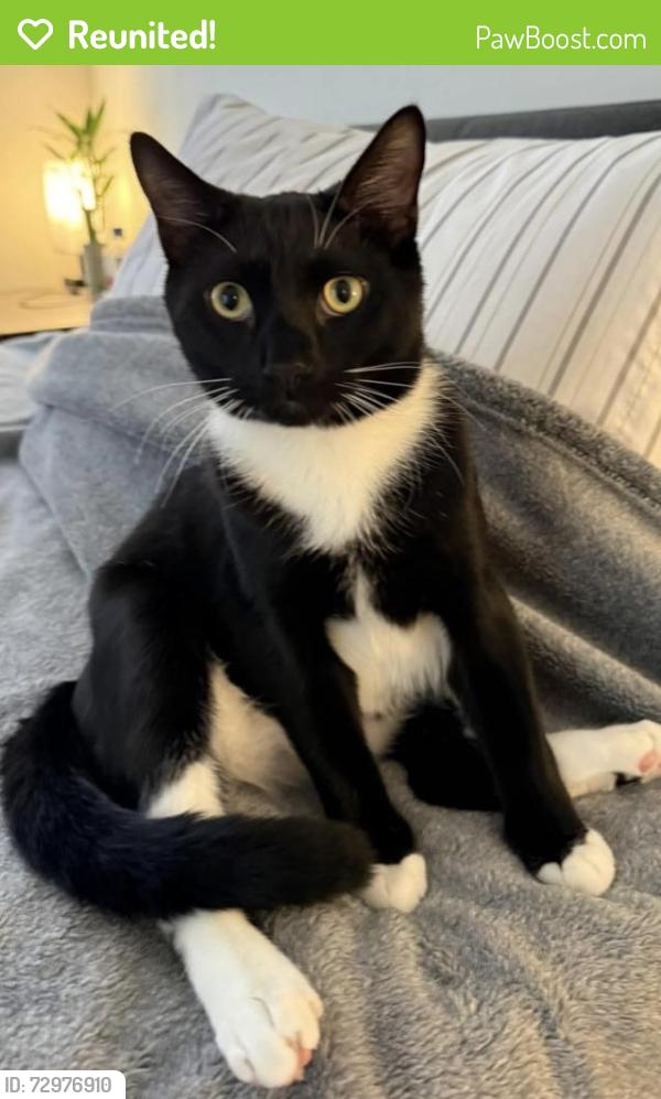 Reunited Male Cat last seen Near Pershing St, Hollywood, FL 33024