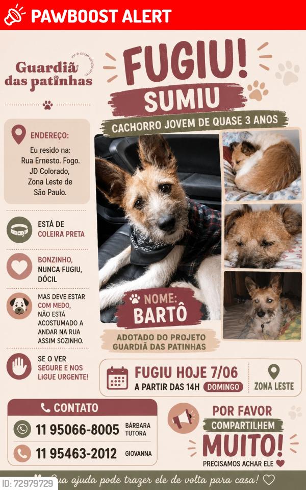 Lost Male Dog last seen Altura do 6.370 da Av Sapopemba , Jardim Colorado, SP 03387-000