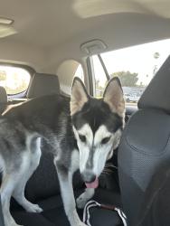Reunited Female Dog last seen E Mason St & S Pasadena Ave, Azusa, CA 91702, USA, Azusa, CA 91702