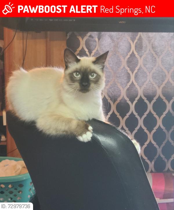 Lost Female Cat last seen Mount Tabor Road, Red Springs, NC 28377