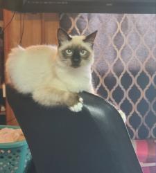 Lost Female Cat last seen Mount Tabor Road, Red Springs, NC 28377