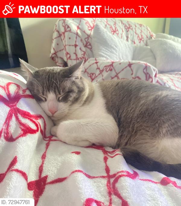 Lost Male Cat last seen 77th and Canal St, Houston, TX 77012