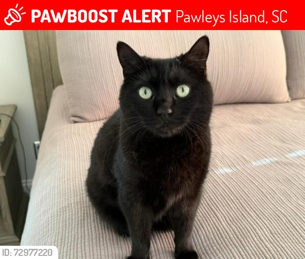 Lost Female Cat last seen midden lane, Pawleys Island, SC 29585