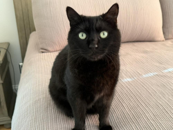 Lost Female Cat last seen midden lane, Pawleys Island, SC 29585