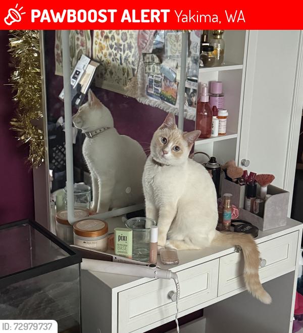 Lost Female Cat last seen Washington, 72nd, Summitview, Nob hill, Yakima, WA 98903