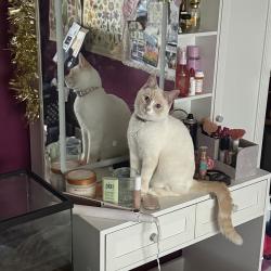Lost Female Cat last seen Washington, 72nd, Summitview, Nob hill, Yakima, WA 98903