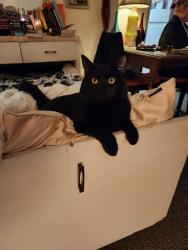 Lost Male Cat last seen 13th and Belmont, Portland, OR 97214