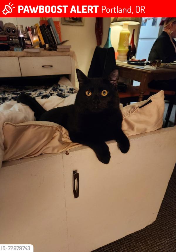 Lost Male Cat last seen 13th and Belmont, Portland, OR 97214