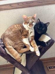 Reunited Male Cat last seen Near Maplewood water tower, Maplewood, MN 55109