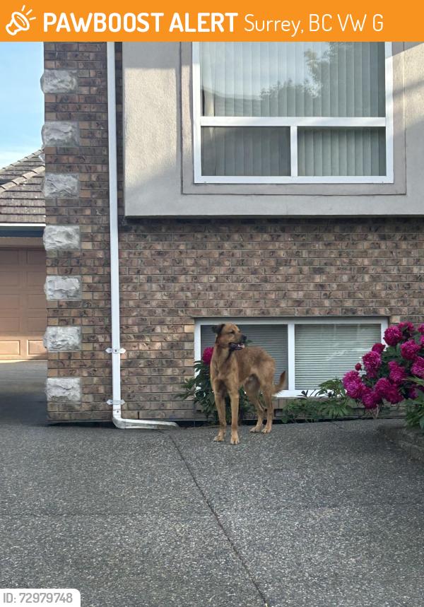 Found/Stray Male Dog last seen Near Street and 67 Avenue, Surrey , Surrey, BC V3W 1G2