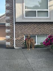 Found/Stray Male Dog last seen Near Street and 67 Avenue, Surrey , Surrey, BC V3W 1G2