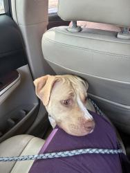 Lost Female Dog last seen Near fendall ave, Richmond, VA 23222