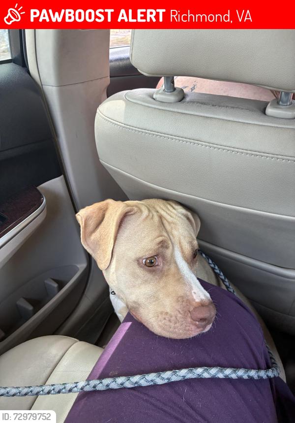 Lost Female Dog last seen Near fendall ave, Richmond, VA 23222