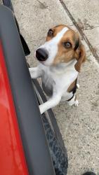 Reunited Male Dog last seen Near sunset , Detroit, MI 48234