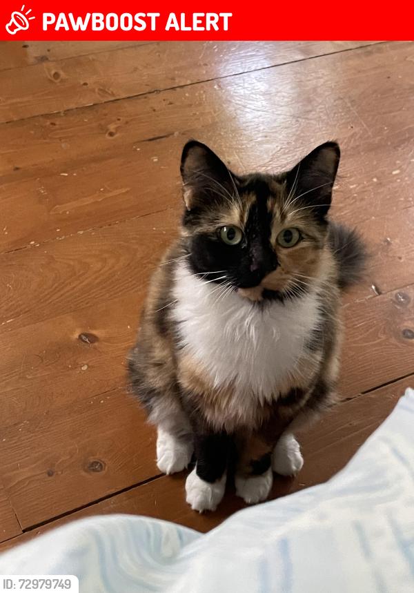 Lost Female Cat last seen King St and Jubilee, Bridgewater, NS B4V 2B4