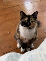 Lost Female Cat last seen King St and Jubilee, Bridgewater, NS B4V 2B4