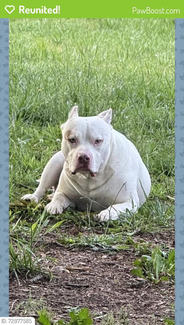 Reunited Male Dog last seen Knox road, near the Firestation, McLeansville, NC 27301