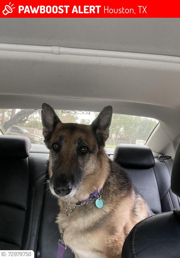 Lost Female Dog last seen Ermel Elementary School , Houston, TX 77040