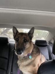 Lost Female Dog last seen Ermel Elementary School , Houston, TX 77040