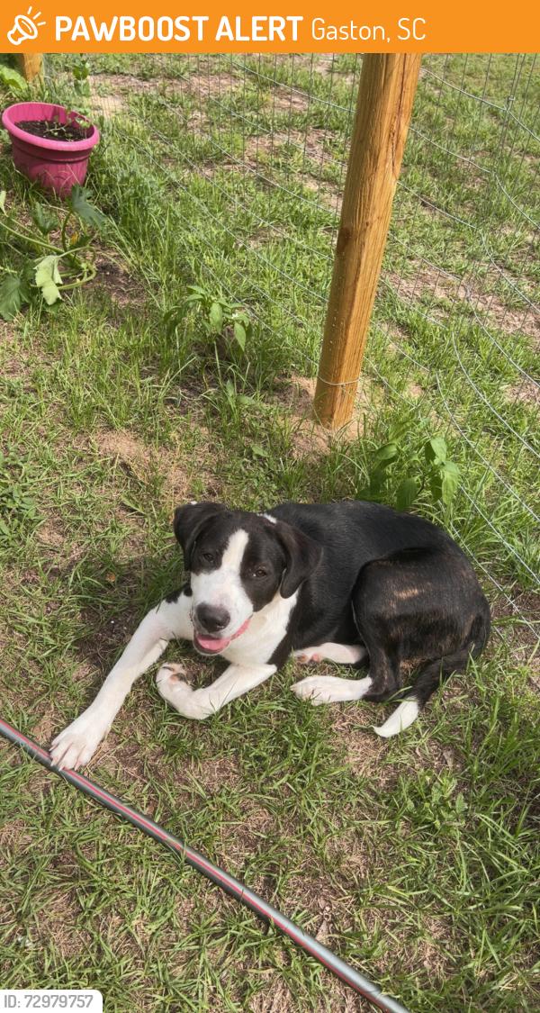 Found/Stray Female Dog last seen Mack St & Frank Moorer Dr, Gaston, SC 29053