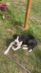Found/Stray Female Dog last seen Mack St & Frank Moorer Dr, Gaston, SC 29053