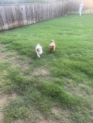 Found/Stray Male Dog last seen Wilmeth & Auburn Hills Pkwy, McKinney, TX 75071